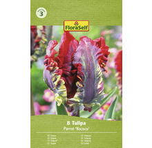 Verpackung mit 8 Tulpen der Sorte Parrot ''Rococo''