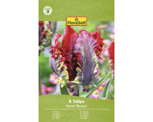 Blumenzwiebel Tulpe FloraSelf ' Rococo ' 8 Stück