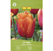 Verpackung mit 10 Tulpen Crispa Lambada