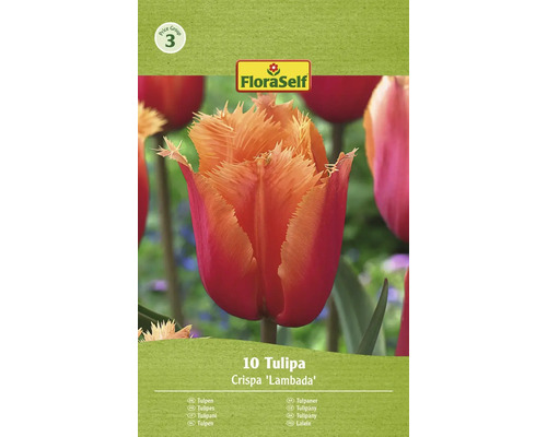 Verpackung mit 10 Tulpen Crispa Lambada