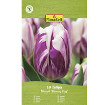 FloraSelf Tulpen Triumph Flaming Flag, Packung mit 10 Stück