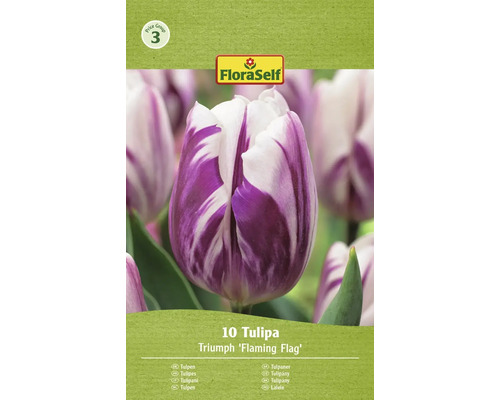 Blumenzwiebel Tulpe FloraSelf ' Flaming Flag ' 10 Stück