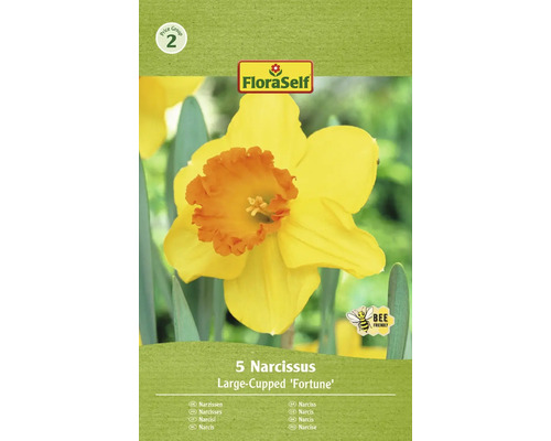 Blumenzwiebel Narzisse FloraSelf ' Fortune ' 5 Stück