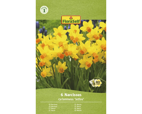 Blumenzwiebel Narzisse FloraSelf ' Jetfire ' 6 Stück