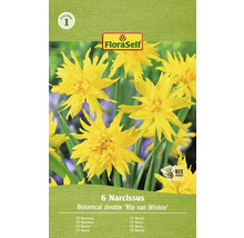 Packung mit sechs Narzissen Botanical Double Rip van Winkle