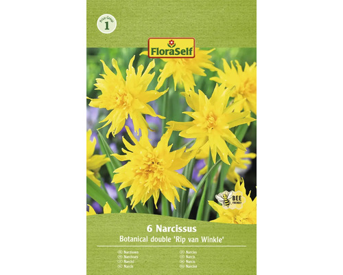 Blumenzwiebel Narzisse FloraSelf ' Rip van Winkle ' 6 Stück