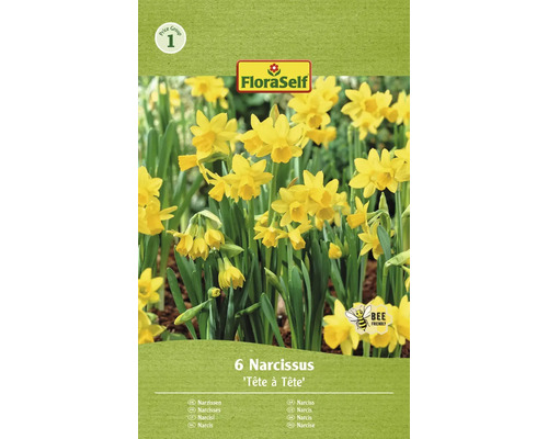 Blumenzwiebel Narzisse FloraSelf ' Tête à Tête ' 6 Stück
