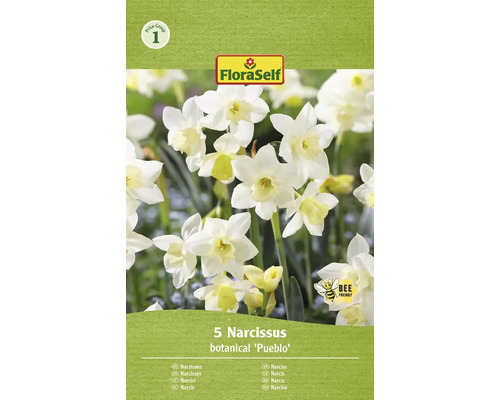 Blumenzwiebel Narzisse FloraSelf ' Pueblo ' 5 Stück