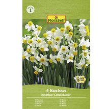 Verpackung mit sechs Narzissen der Sorte Canaliculatus, gekennzeichnet mit dem FloraSelf Logo und dem Symbol bienenfreundlich