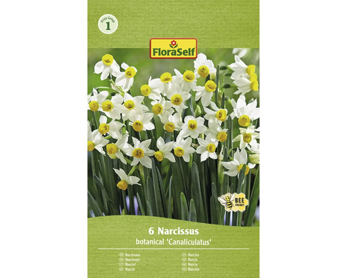 Blumenzwiebel Narzisse FloraSelf ' Canaliculatus ' 6 Stück