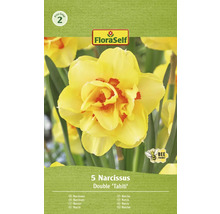 Blumenzwiebel Narzisse FloraSelf ' Tahiti ' 5 Stück