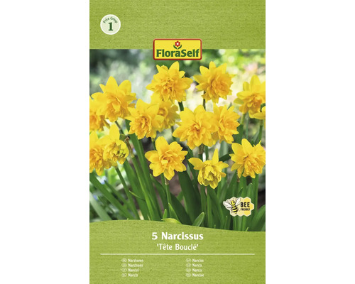 Blumenzwiebel Narzisse FloraSelf ' Tête Bouclé ' 5 Stück