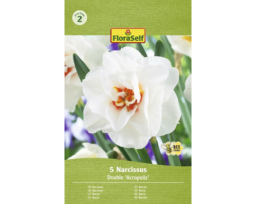 Blumenzwiebel Narzisse FloraSelf ' Acropolis ' 5 Stück