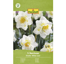 Packung mit 5 Narzissen der Sorte Double White Lion
