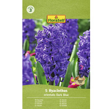 Verpackung mit 5 Hyazinthen Orientalis Dark Blue Blumenzwiebeln