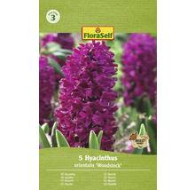 Verpackung mit fuenf Hyazinthen Blumenzwiebeln Sorte Woodstock