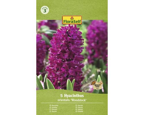 Blumenzwiebel Hyazinthe FloraSelf ' Woodstock ' 5 Stück