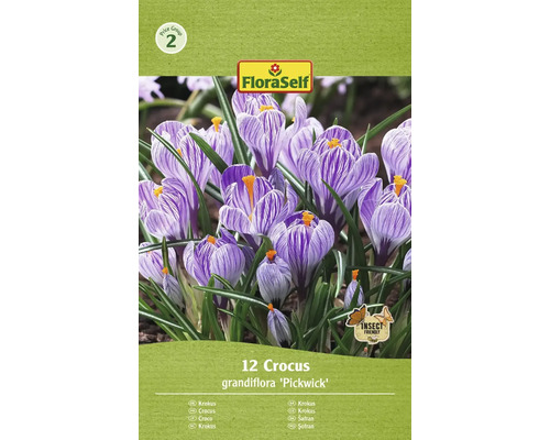 Blumenzwiebel Krokus FloraSelf ' Pickwick ' 12 Stück