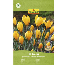 Verpackung mit 12 Krokus Blumenzwiebeln, Sorte Yellow Mammoth
