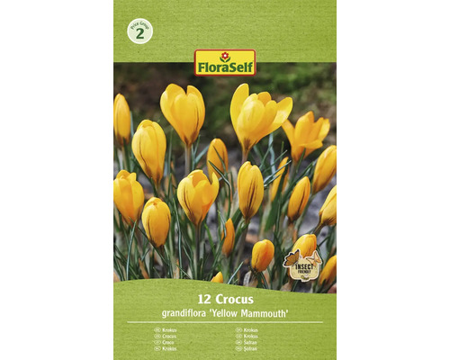 Blumenzwiebel Krokus FloraSelf ' Yellow Mammouth ' 12 Stück