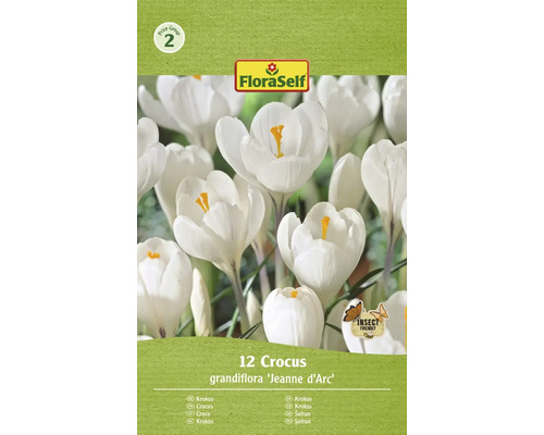 Blumenzwiebel Krokus FloraSelf ' Jeanne d'Arc ' 12 Stück