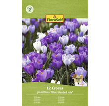 Verpackung mit 12 Krokussen der Sorte Grandiflora Blue Blended Mix