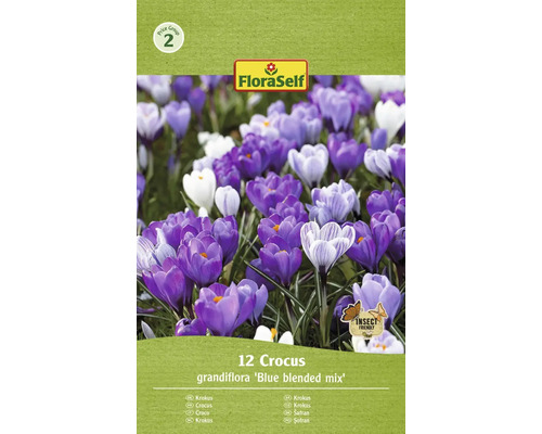 Blumenzwiebel Krokus FloraSelf ' Grandiflora Blue Blended ' 12 Stück