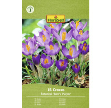 Packung mit 15 Krokussen der Sorte Botanical Barrs Purple