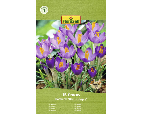Blumenzwiebel Krokus FloraSelf 'Barr's Purple' 15 Stück