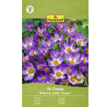 Packung mit 15 Krokussen der Sorte Botanical ''sieberi Tricolor''