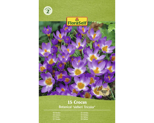 Blumenzwiebel Krokus FloraSelf ' Tricolor ' 15 Stück