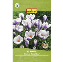 Packung mit 12 Krokus Blumenzwiebeln der Sorte Botanical Prins Claus