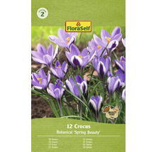 FloraSelf Krokusse Botanical Spring Beauty Packung mit 12 Stück