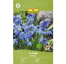 Blumenzwiebel Blausternchen FloraSelf ' Siberica ' 12 Stück