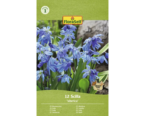 Blumenzwiebel Blausternchen FloraSelf ' Siberica ' 12 Stück