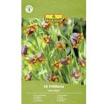 Packung Schachbrettblume ''uva-vulpis''