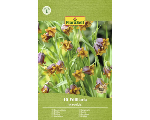 Blumenzwiebel Kaiserkrone FloraSelf ' Uva-Vulpis ' 10 Stück