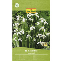 Blumenzwiebel Schneeglöckchen FloraSelf ' Woronowii ' 35 Stück