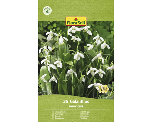 Blumenzwiebel Schneeglöckchen FloraSelf ' Woronowii ' 35 Stück