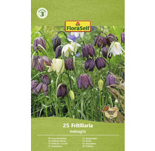 Blumenzwiebel Schachbrettblume, Kaiserkrone FloraSelf Fritillaria meleagris 25 Stück