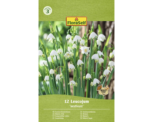 Blumenzwiebel Sommerknotenblume FloraSelf ' Aestivum ' 12 Stück