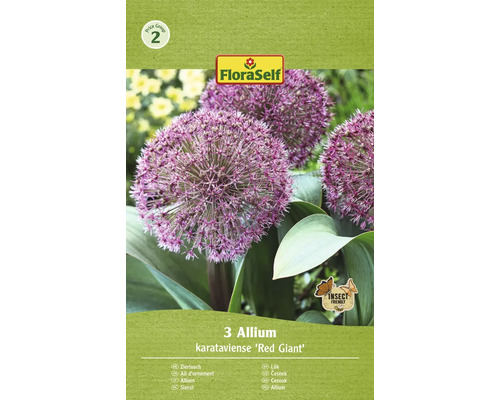 Blumenzwiebel Zierlauch FloraSelf ' Red Giant ' 3 Stück