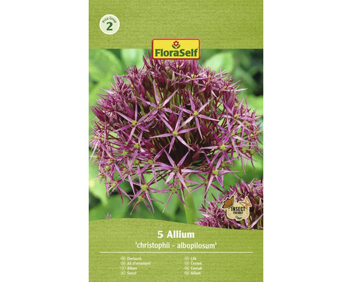Blumenzwiebel Zierlauch FloraSelf ' Albopilosum ' 5 Stück