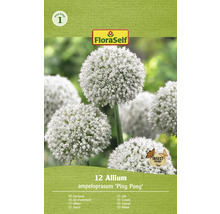 Verpackung Zierlauch Allium ampeloprasum ''Ping Pong''
