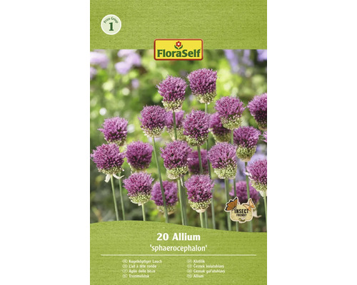 Blumenzwiebel Zierlauch FloraSelf ' Spaerocephalum ' 20 Stück