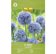 FloraSelf Zierlauch ''caeruleum'' Packung mit Insektfreundlich Siegel