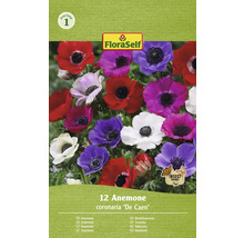 Blumenzwiebel Anemone FloraSelf ' The Caen ' 12 Stück