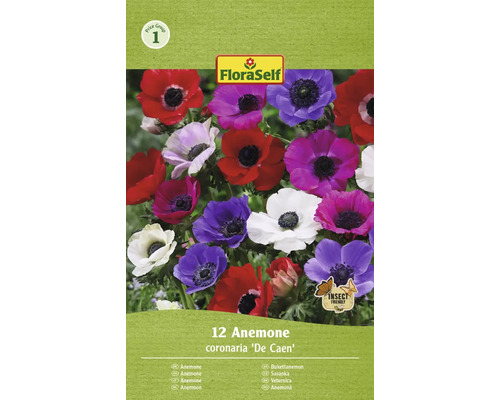 Blumenzwiebel Anemone FloraSelf ' The Caen ' 12 Stück