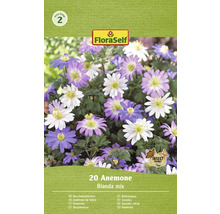 20 Anemonen Blumenzwiebeln, Blanda Mischung