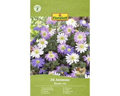 Blumenzwiebel Anemone FloraSelf ' Blanda mix ' 20 Stück
